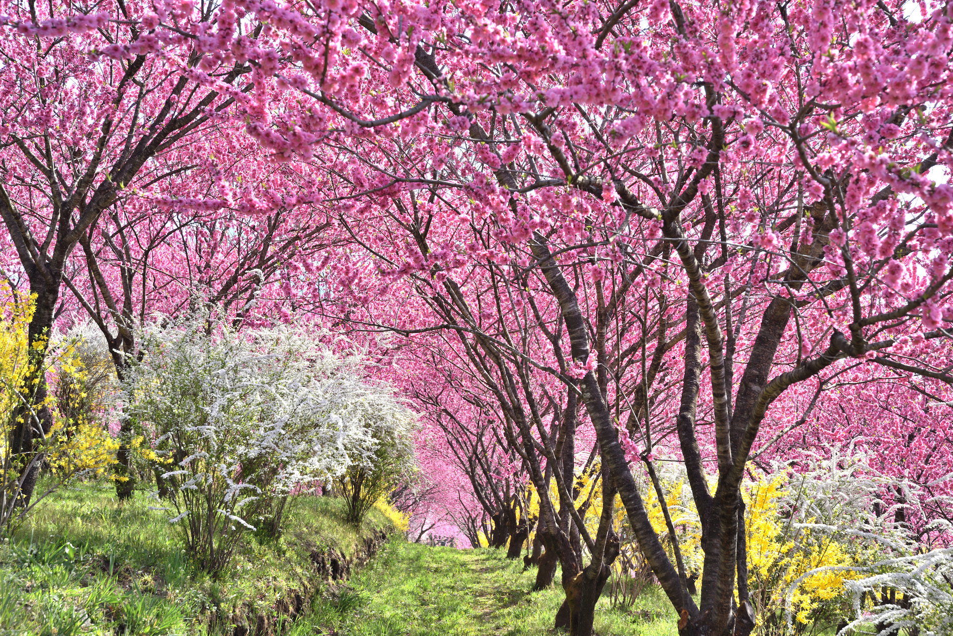 1,000本の花桃が丘をピンクに染める「花桃の丘まつり」が群馬・中之条ガーデンズで開催