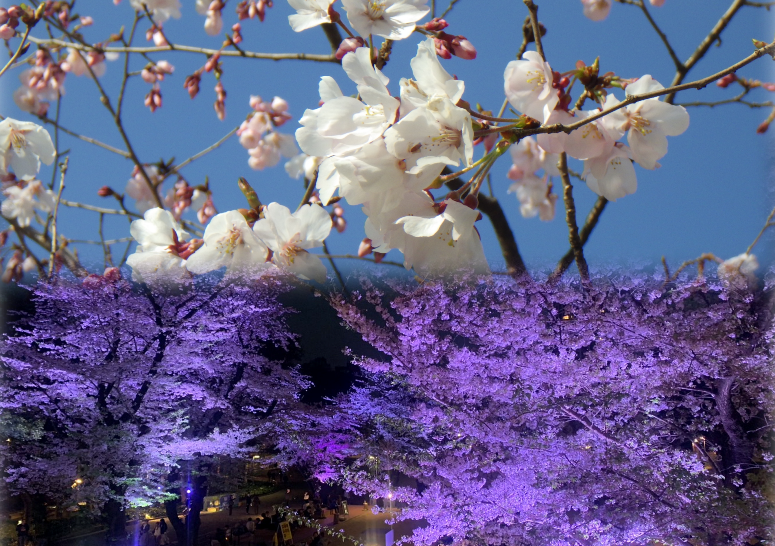 新宿中央公園で夜桜ライトアップ開催中、4月12日まで無料で楽しめる